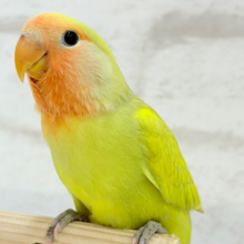 【最新画像更新🪄】わくわくの詰め合わせ🐣🎁💕コザクラインコ ヒナ