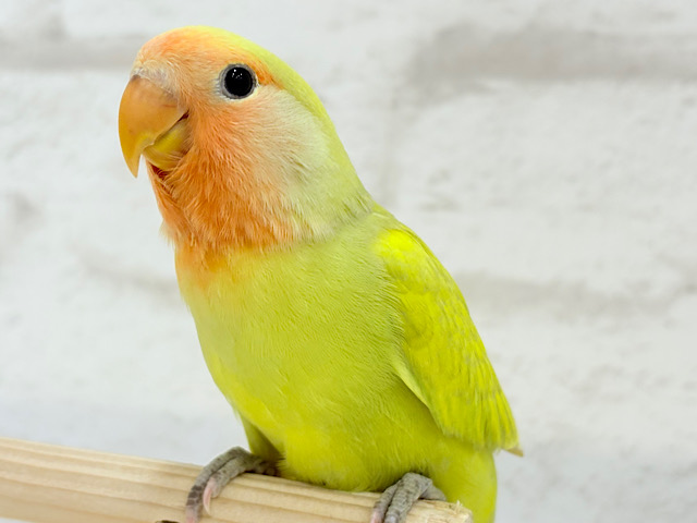 【最新画像更新🪄】わくわくの詰め合わせ🐣🎁💕コザクラインコ ヒナ 【最新画像更新🪄】わくわくの詰め合わせ🐣🎁💕コザクラインコ ヒナ