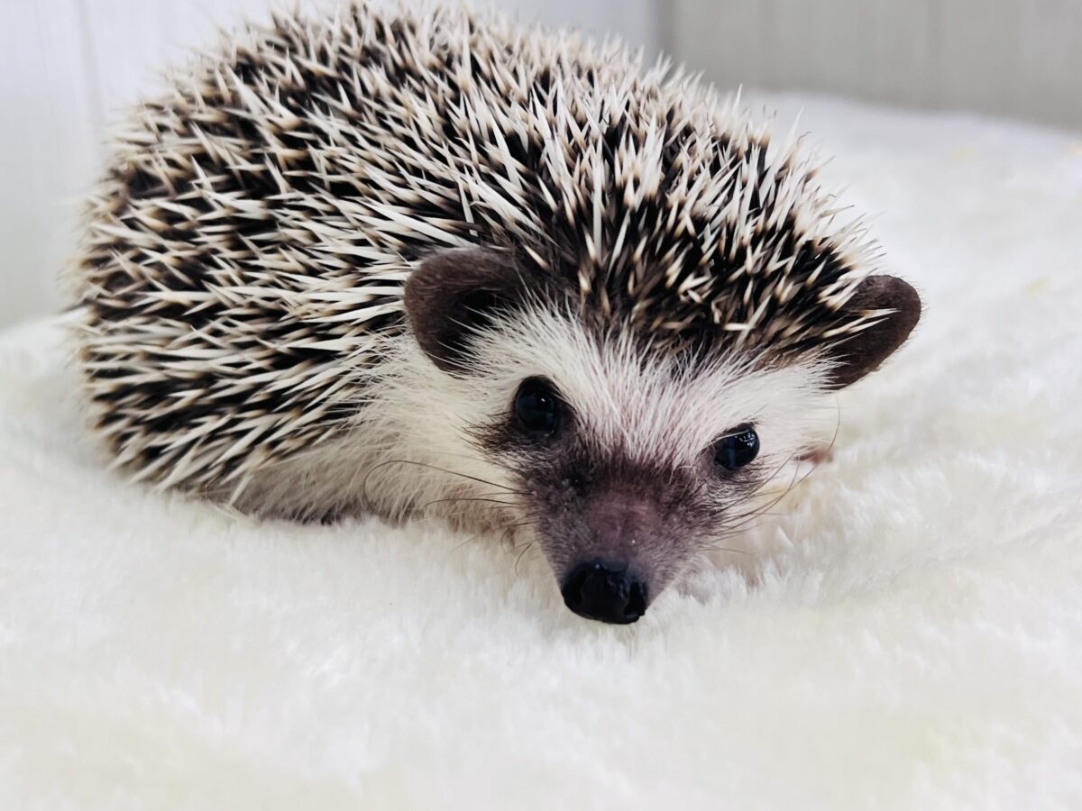 ハリネズミ（ヨツユビハリネズミ）