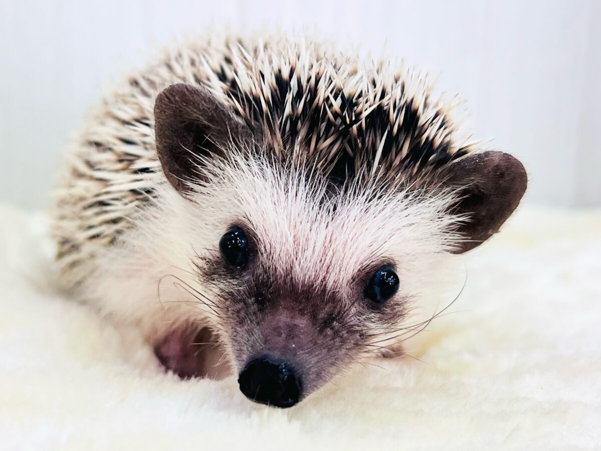 ﾁｸﾁｸっ‼︎食いしん坊ガール♡ハリネズミの女の子🦔