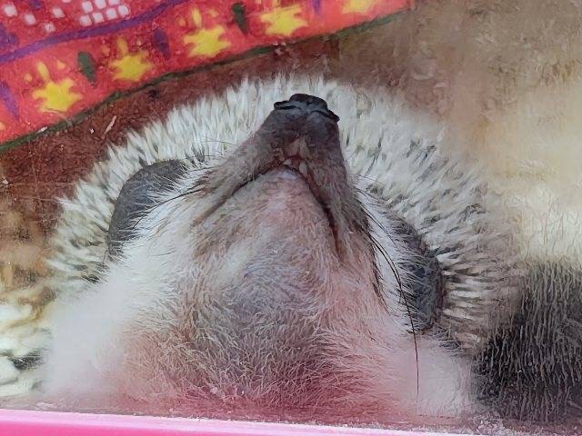 ハリネズミ（ヨツユビハリネズミ）