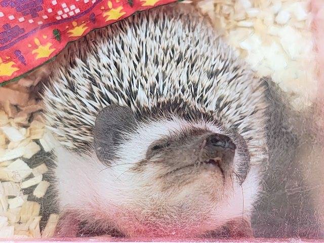 ハリネズミ（ヨツユビハリネズミ）