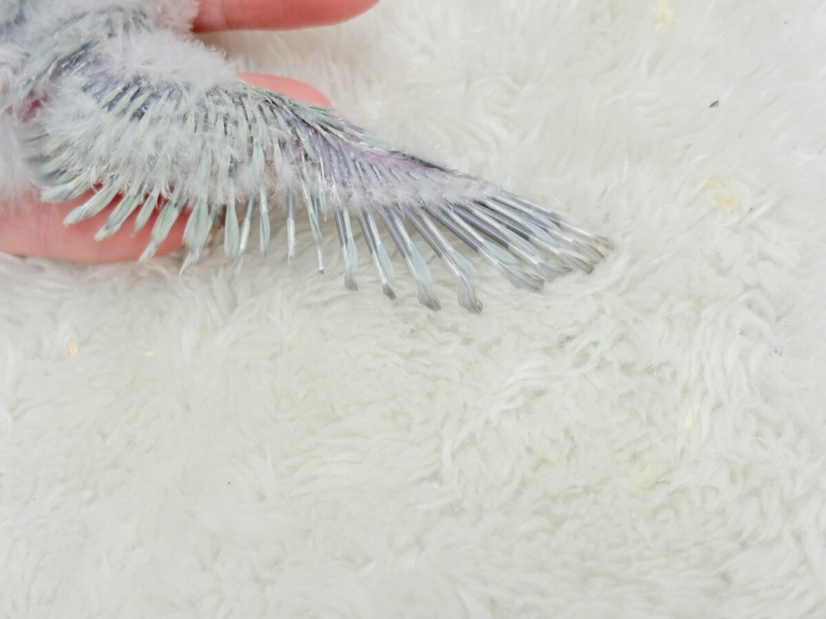 【最新画像更新🪄】ふわふわちゃんの癒しをお届け♡コザクラインコ ヒナ コザクラインコ(小桜インコ)