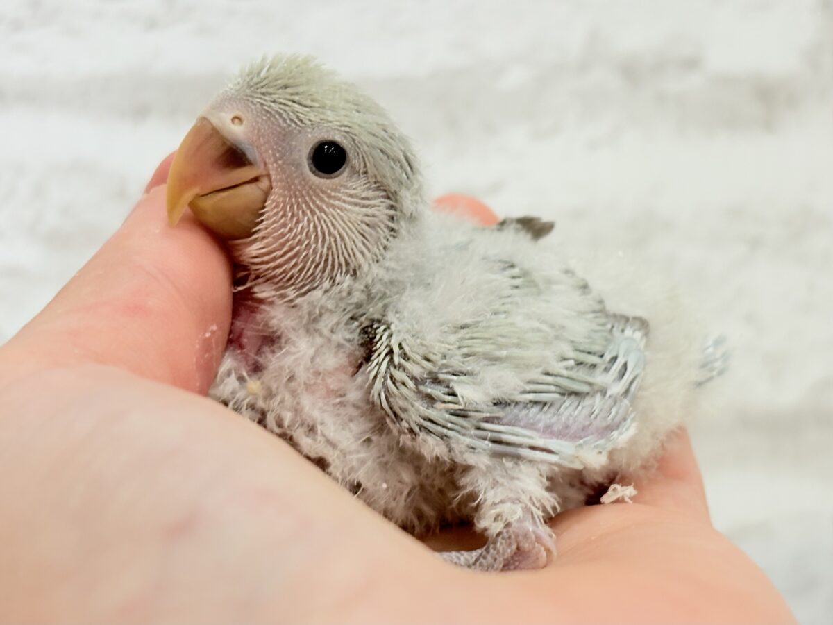 【最新画像更新🪄】ふわふわちゃんの癒しをお届け♡コザクラインコ ヒナ コザクラインコ(小桜インコ)