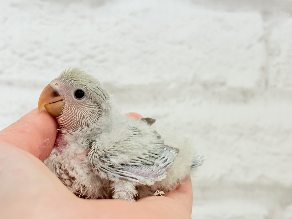 【最新画像更新🪄】ふわふわちゃんの癒しをお届け♡コザクラインコ ヒナ コザクラインコ(小桜インコ)