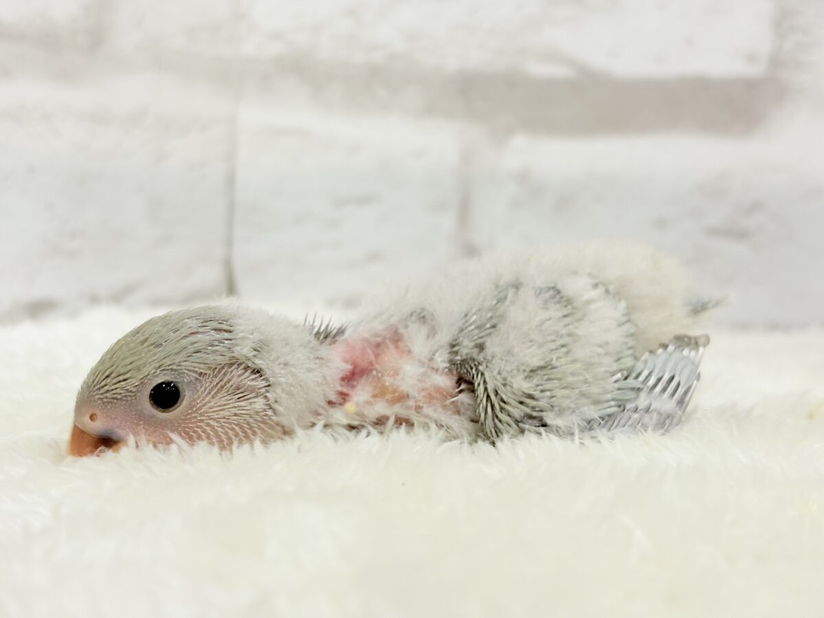 【最新画像更新🪄】ふわふわちゃんの癒しをお届け♡コザクラインコ ヒナ コザクラインコ(小桜インコ)