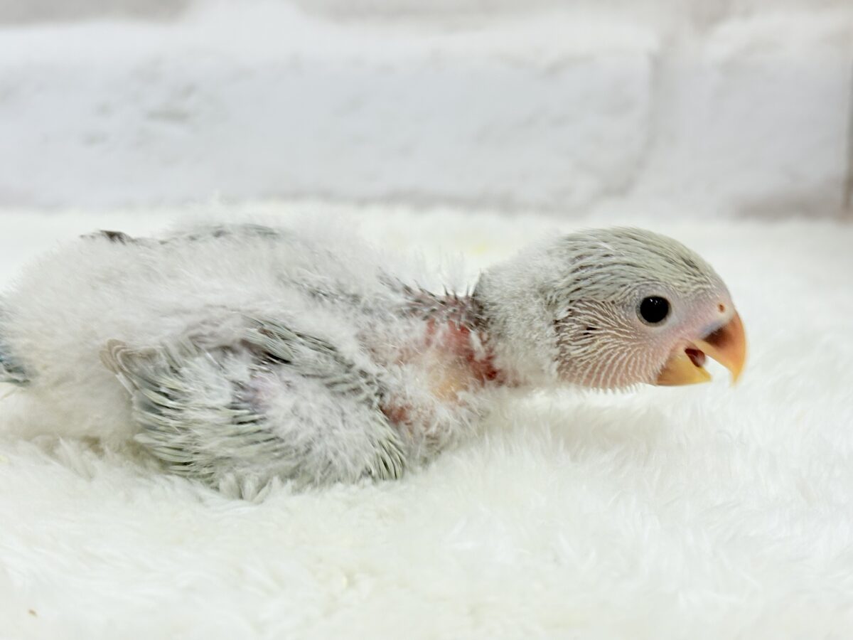 コザクラインコ（小桜インコ）