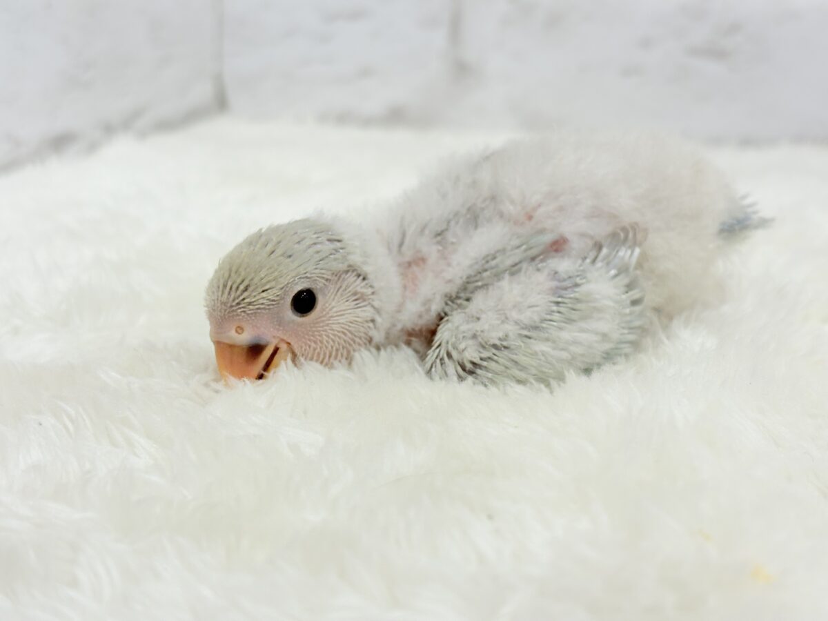 コザクラインコ（小桜インコ）
