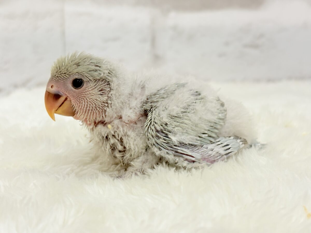 コザクラインコ（小桜インコ）