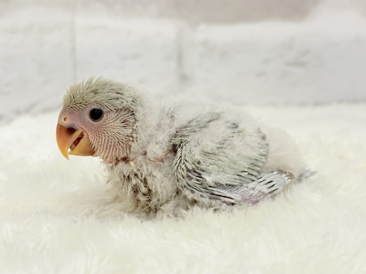 【最新画像更新🪄】ふわふわちゃんの癒しをお届け♡コザクラインコ ヒナ コザクラインコ(小桜インコ)