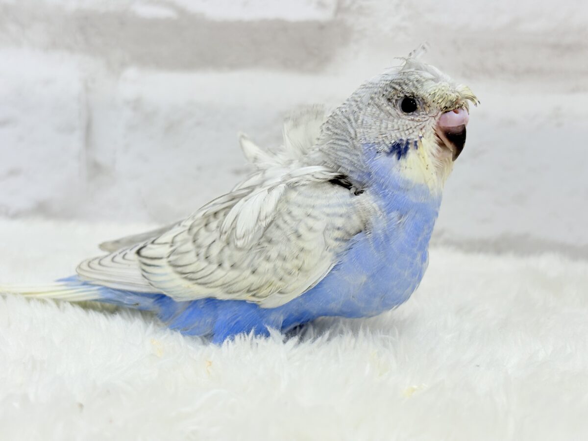 梵天セキセイインコ