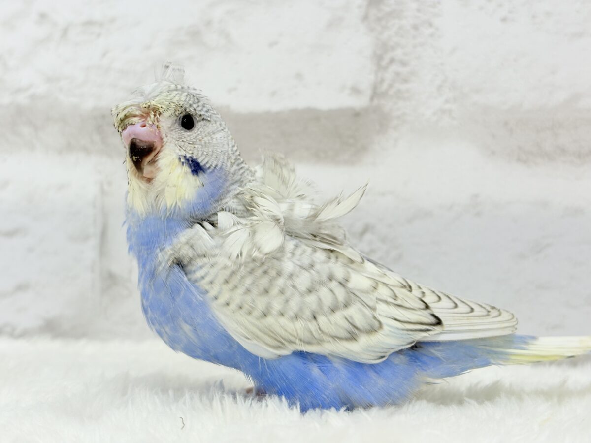 【最新画像更新🪄】スター性のあるルックス🐥︎🌟梵天セキセイインコ(パステルレインボースパングル) ヒナ 梵天セキセイインコ