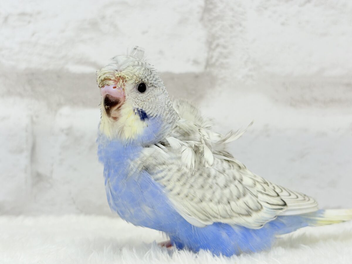 【最新画像更新🪄】スター性のあるルックス🐥︎🌟梵天セキセイインコ(パステルレインボースパングル) ヒナ 梵天セキセイインコ
