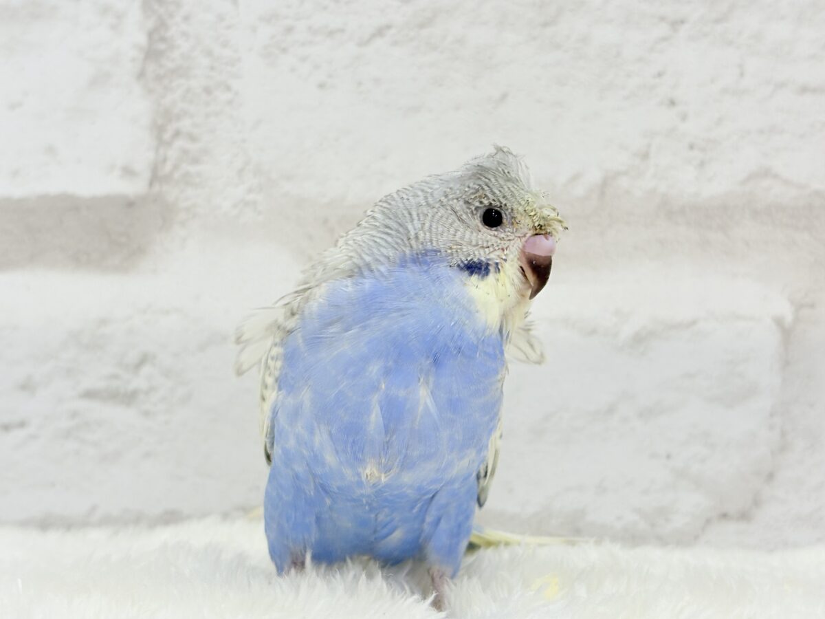 【最新画像更新🪄】スター性のあるルックス🐥︎🌟梵天セキセイインコ(パステルレインボースパングル) ヒナ 梵天セキセイインコ