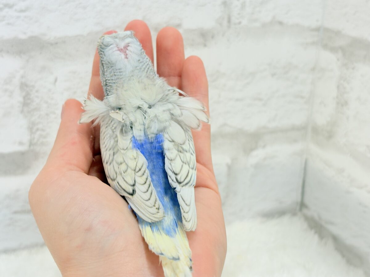 【最新画像更新🪄】スター性のあるルックス🐥︎🌟梵天セキセイインコ(パステルレインボースパングル) ヒナ 梵天セキセイインコ