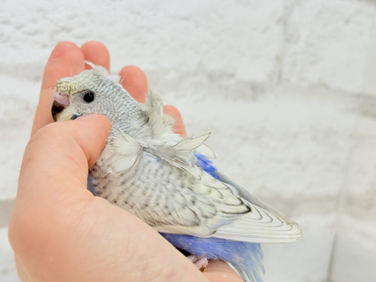 梵天セキセイインコ