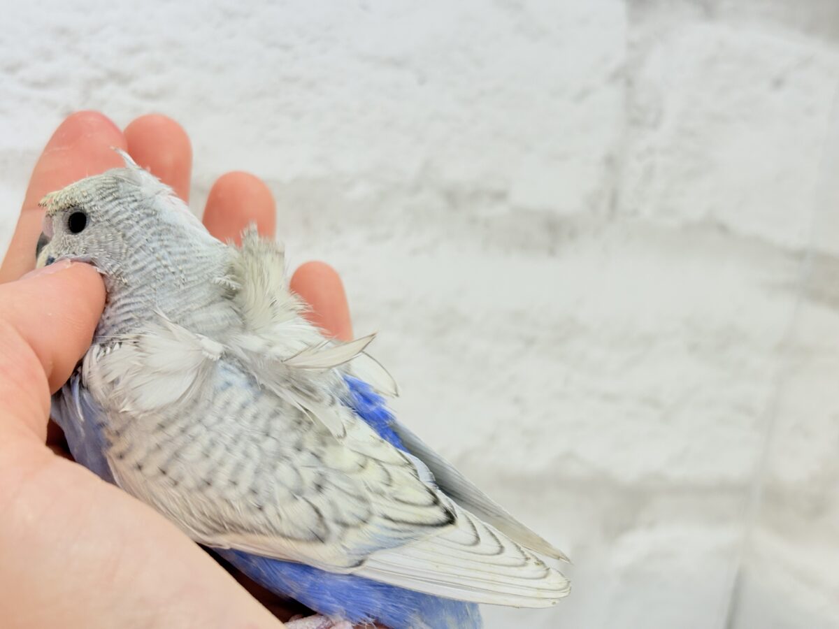 梵天セキセイインコ