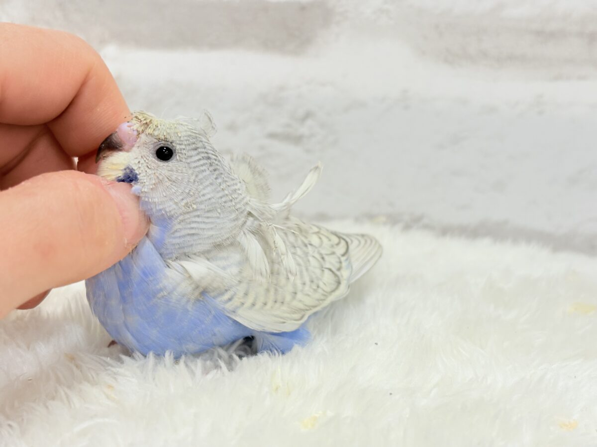 梵天セキセイインコ