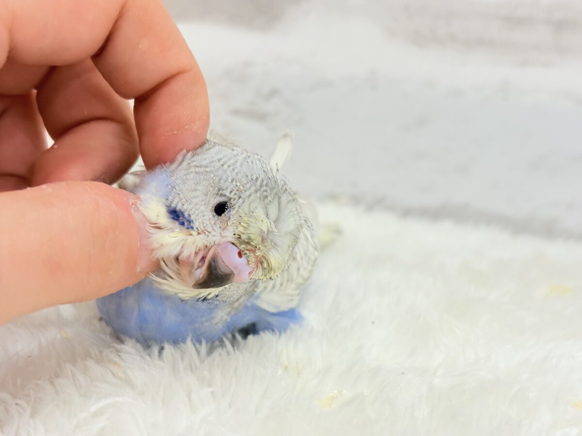 梵天セキセイインコ