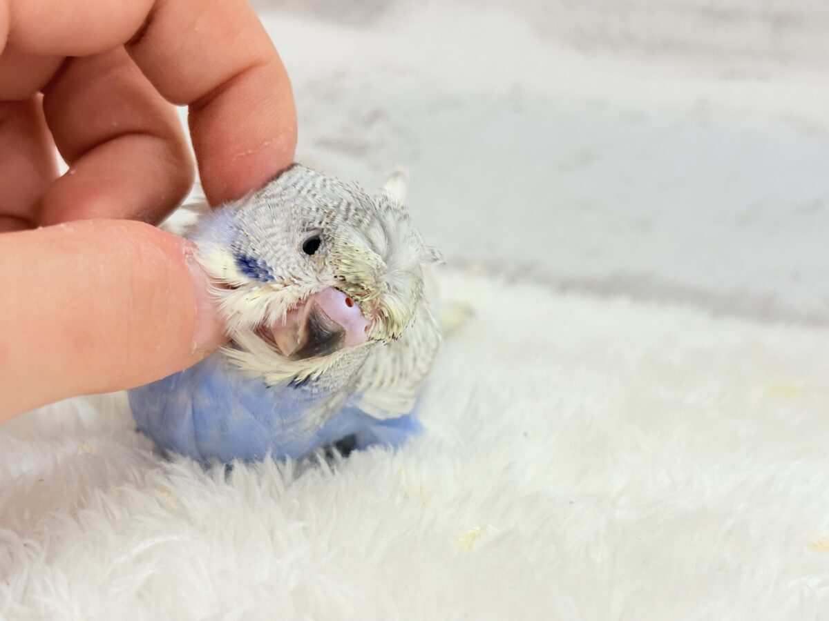 【最新画像更新🪄】スター性のあるルックス🐥︎🌟梵天セキセイインコ(パステルレインボースパングル) ヒナ 梵天セキセイインコ
