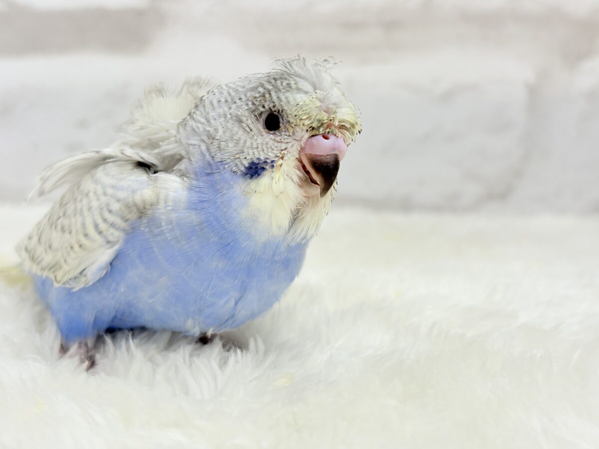 梵天セキセイインコ