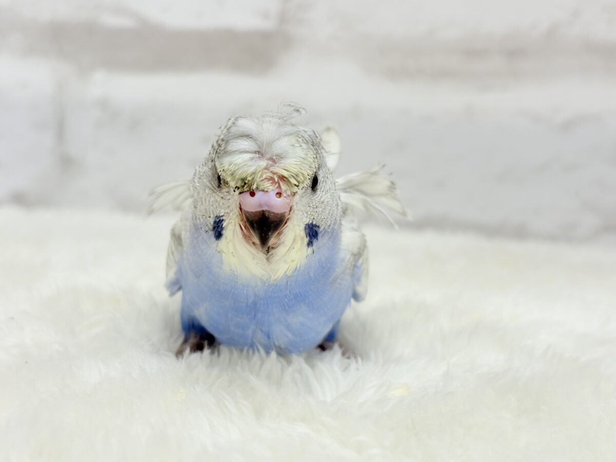 梵天セキセイインコ