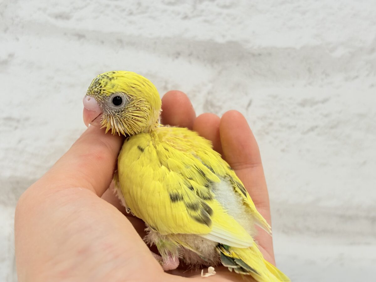 セキセイインコ