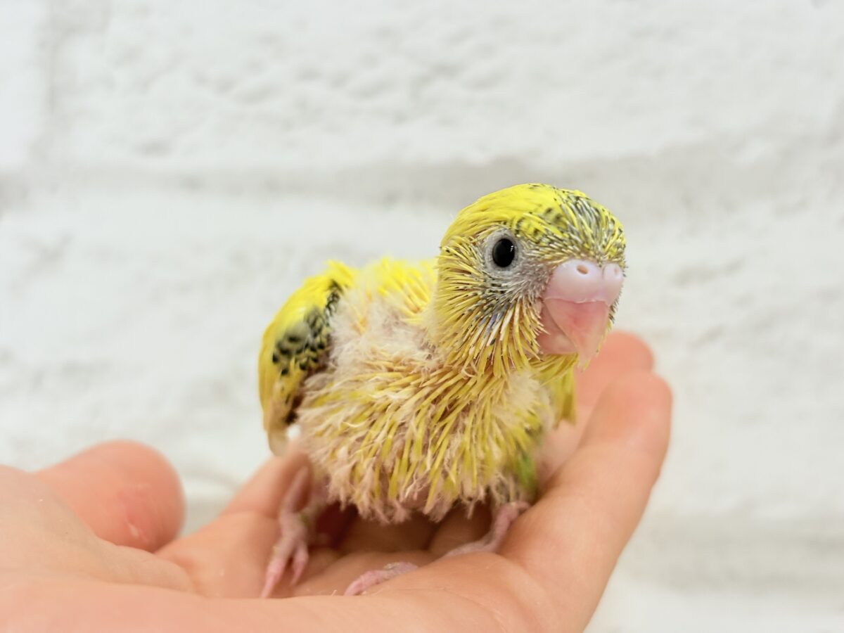 【最新画像・動画更新🪄ひとり餌になりました☆】ミツバチぶんぶん飛び回る🐝⋆゜セキセイインコ(黄色ハルクイン) ヒナ セキセイインコ
