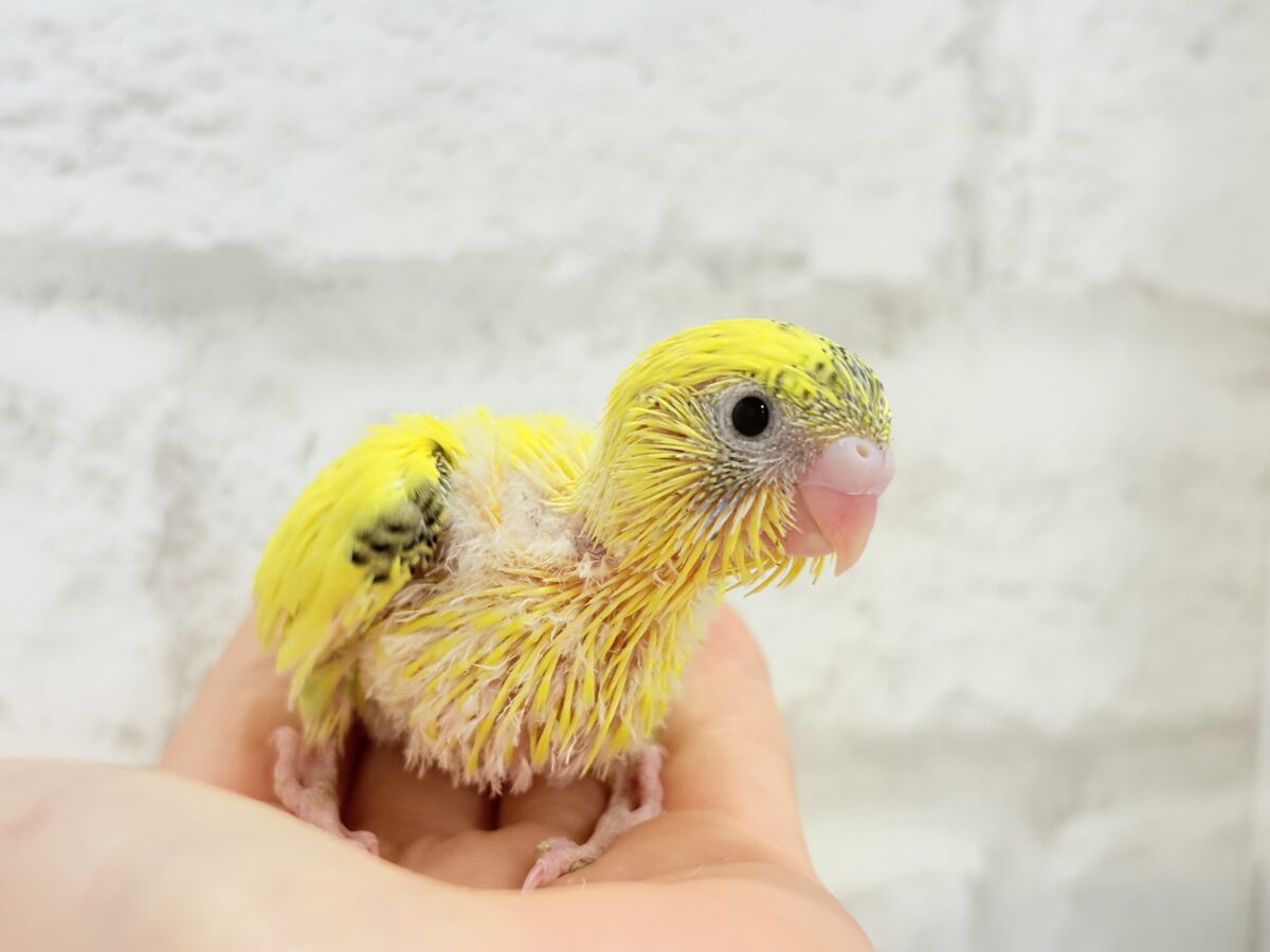 【最新画像・動画更新🪄ひとり餌になりました☆】ミツバチぶんぶん飛び回る🐝⋆゜セキセイインコ(黄色ハルクイン) ヒナ セキセイインコ
