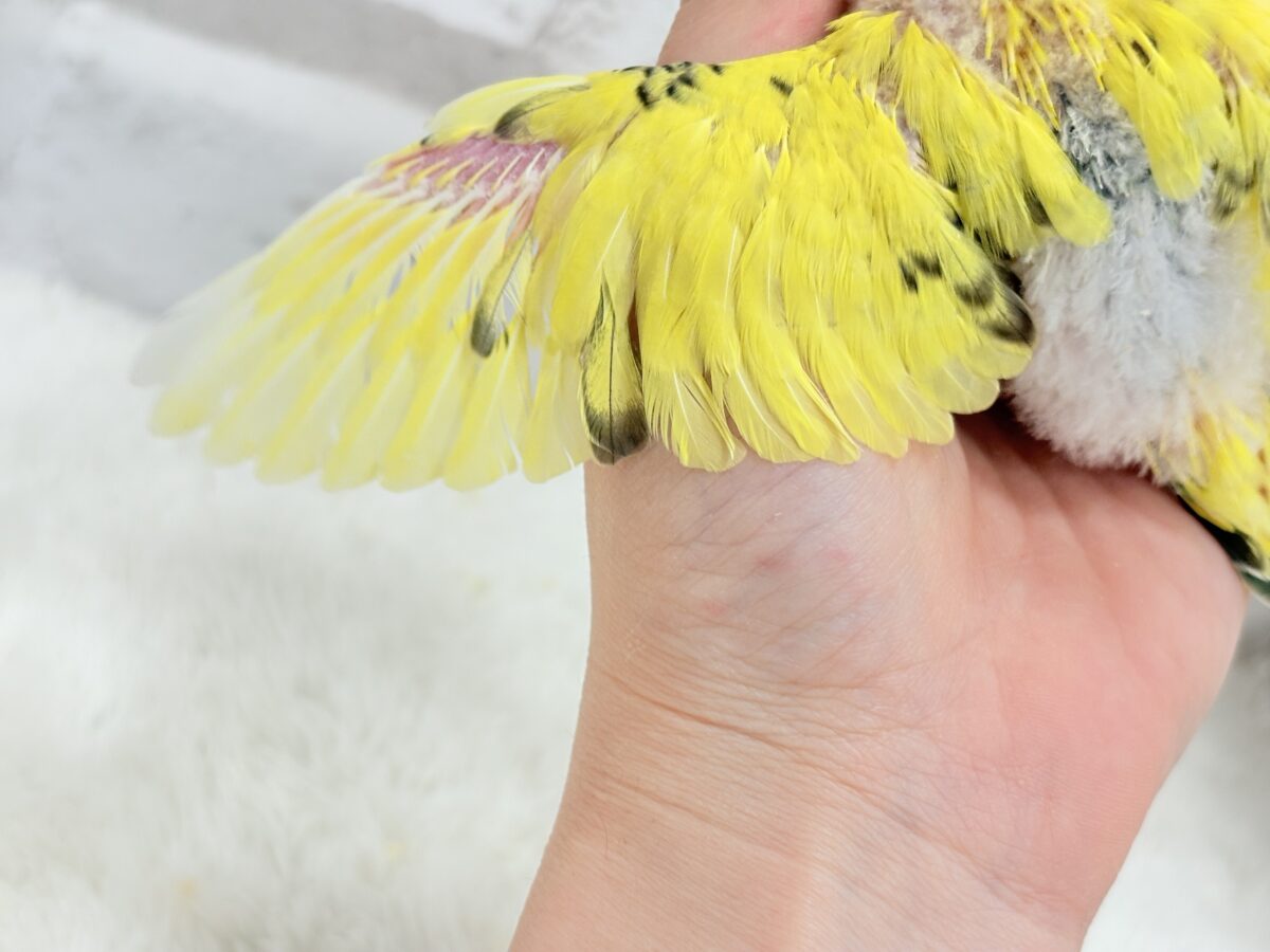 【最新画像・動画更新🪄ひとり餌になりました☆】ミツバチぶんぶん飛び回る🐝⋆゜セキセイインコ(黄色ハルクイン) ヒナ セキセイインコ