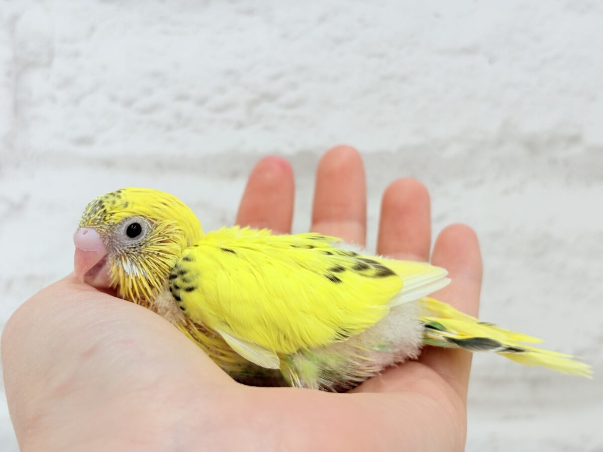 セキセイインコ
