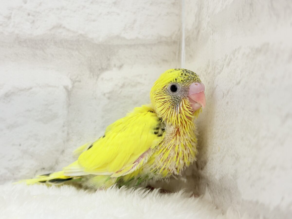 【最新画像・動画更新🪄ひとり餌になりました☆】ミツバチぶんぶん飛び回る🐝⋆゜セキセイインコ(黄色ハルクイン) ヒナ セキセイインコ