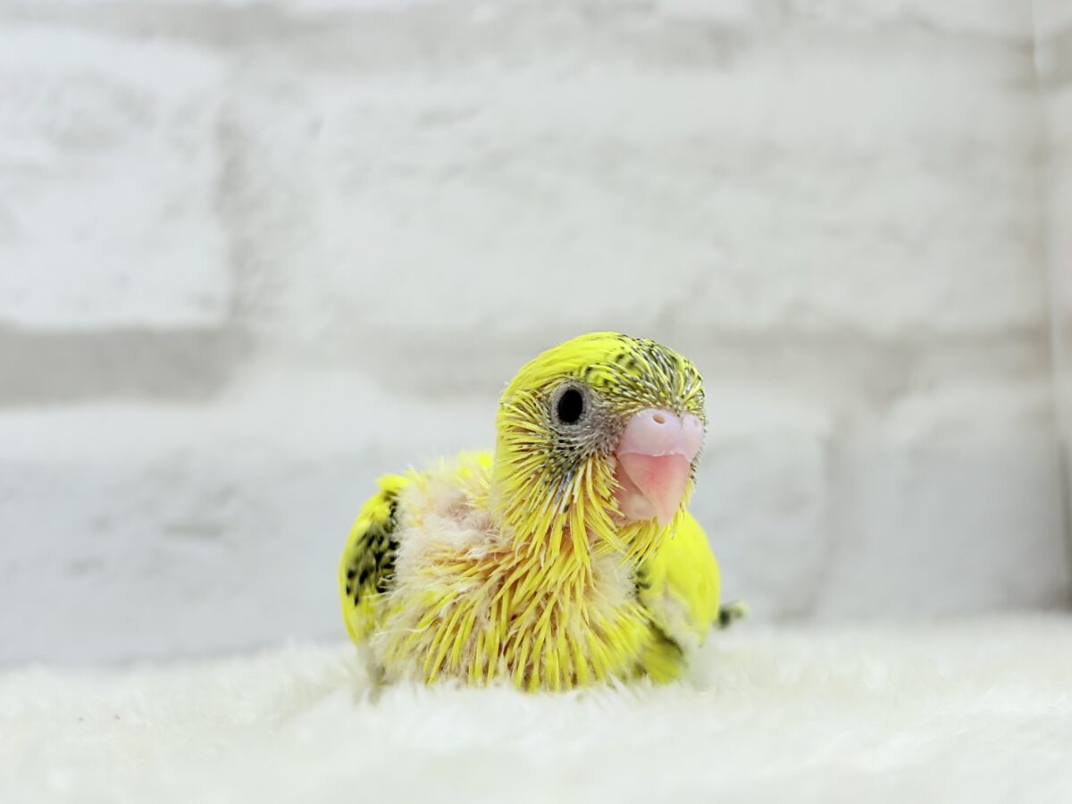 【最新画像・動画更新🪄ひとり餌になりました☆】ミツバチぶんぶん飛び回る🐝⋆゜セキセイインコ(黄色ハルクイン) ヒナ セキセイインコ