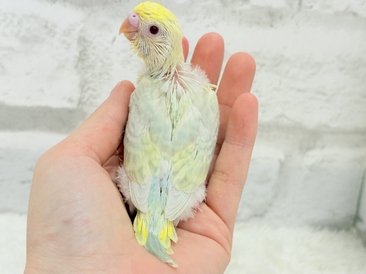セキセイインコ