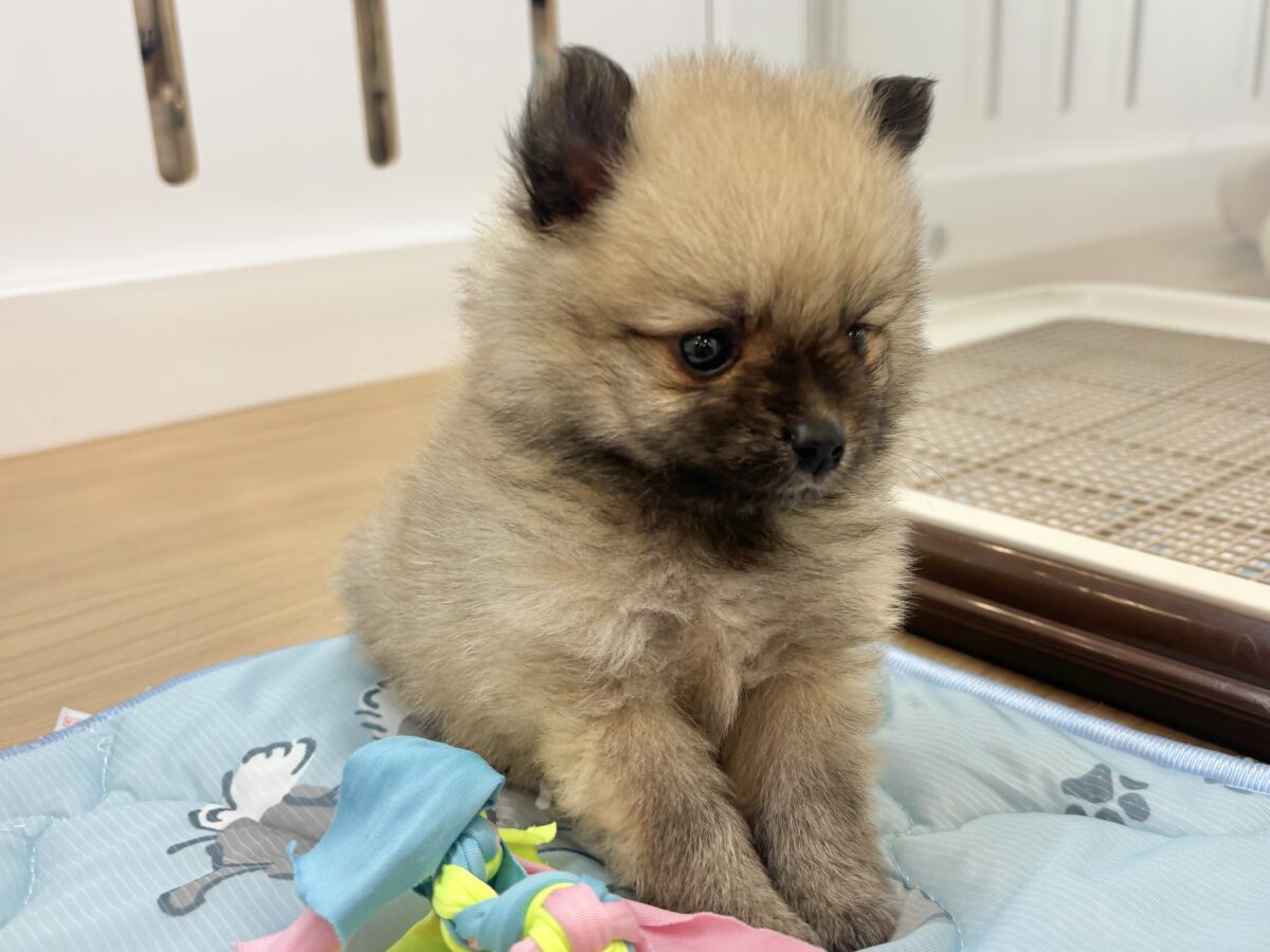 ポメラニアン