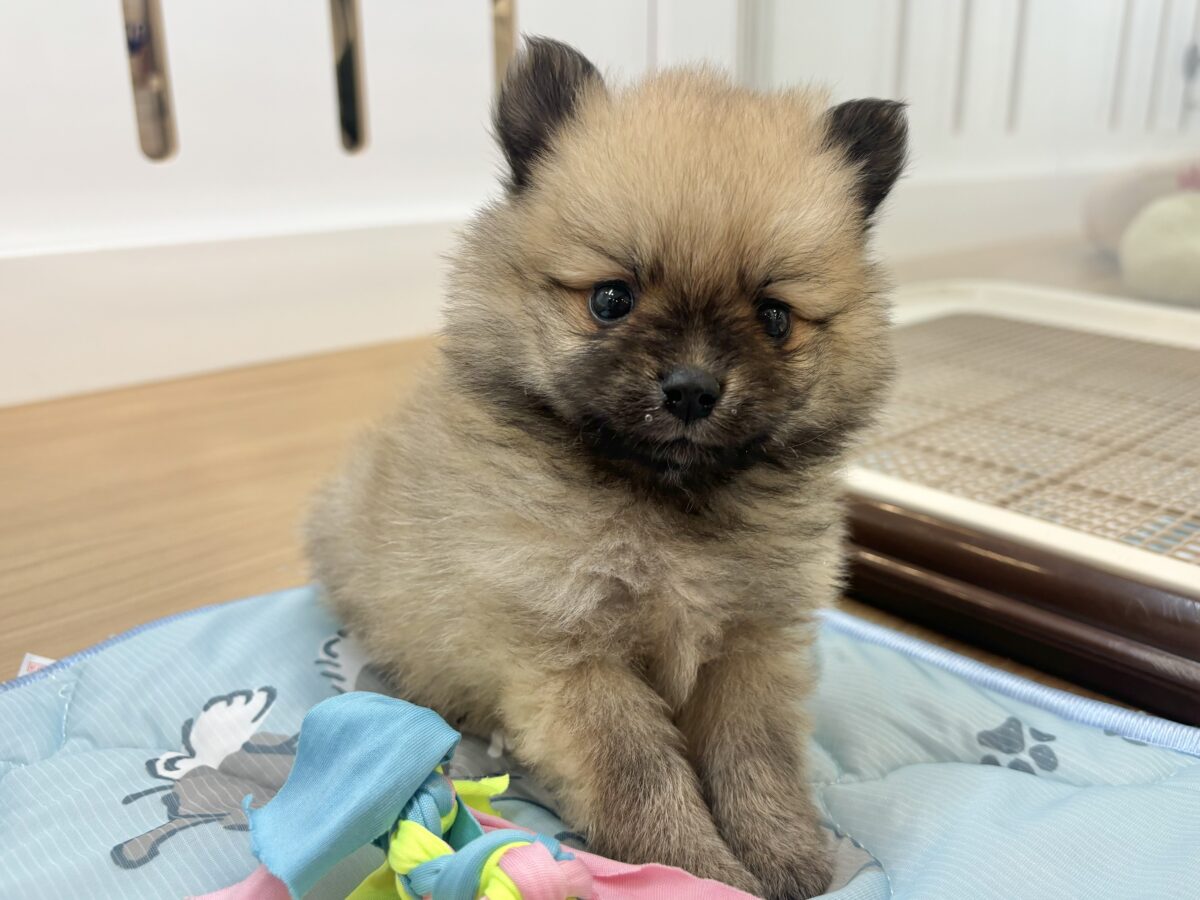 ポメラニアン