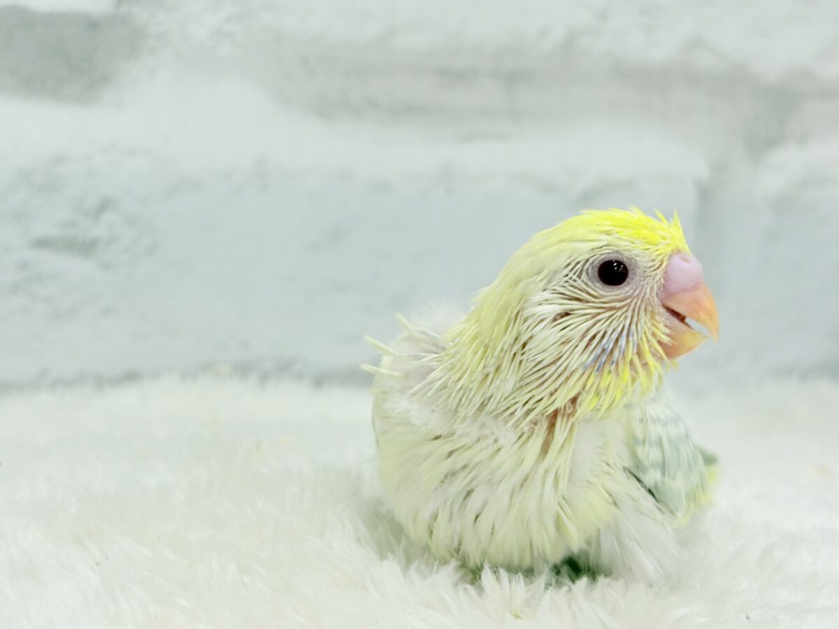 セキセイインコ