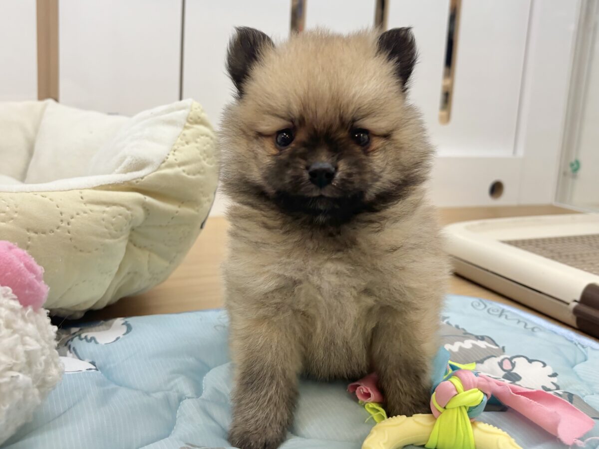 ポメラニアン