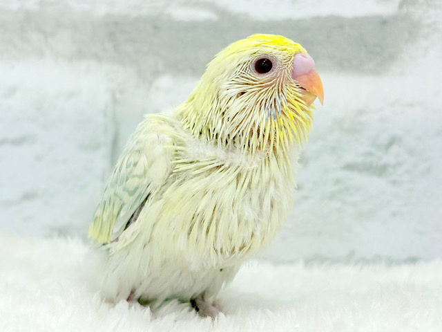 レアカラー🪅美しの羽色🪶✨セキセイインコ(ファロー) ヒナ