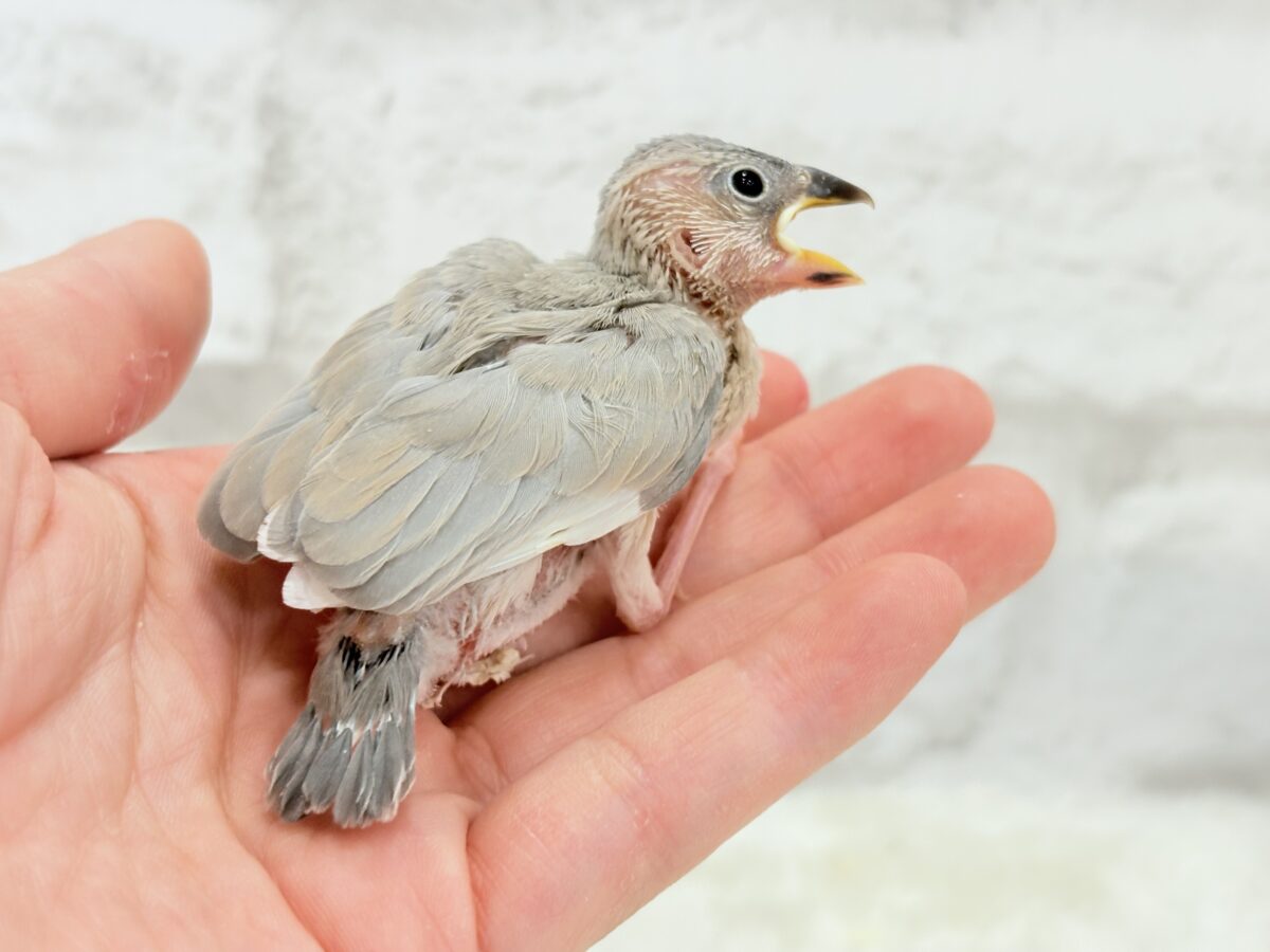パステル文鳥