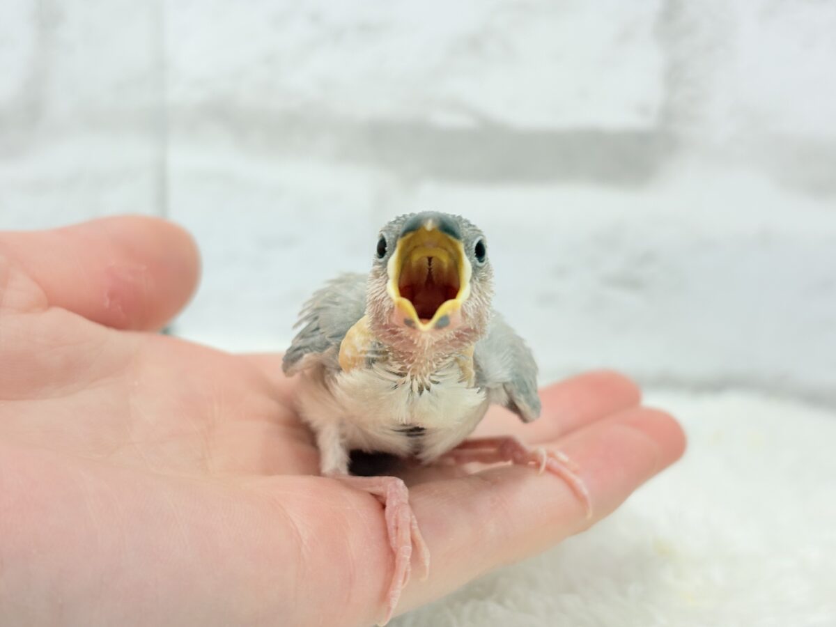 淡いカラーの魅力たっぷり🐥🫧パステル文鳥 ヒナ パステル文鳥