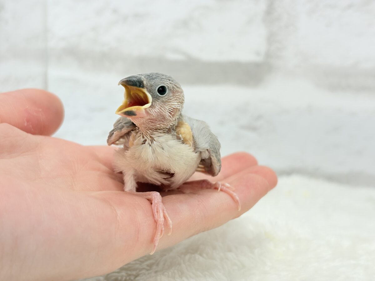 パステル文鳥