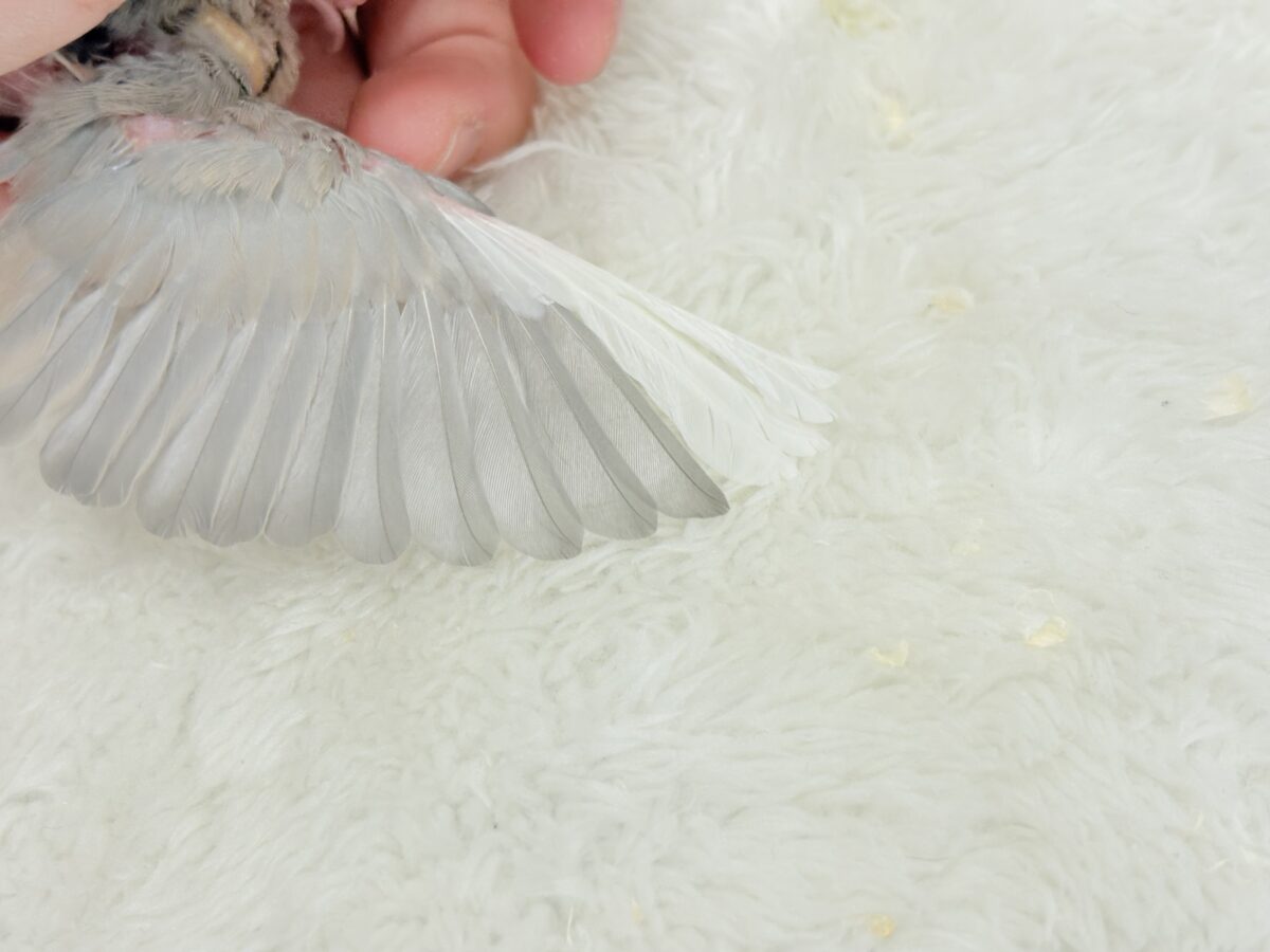 淡いカラーの魅力たっぷり🐥🫧パステル文鳥 ヒナ パステル文鳥