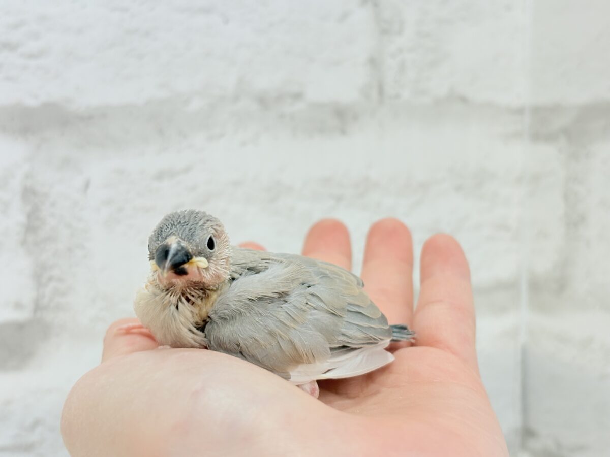 淡いカラーの魅力たっぷり🐥🫧パステル文鳥 ヒナ パステル文鳥