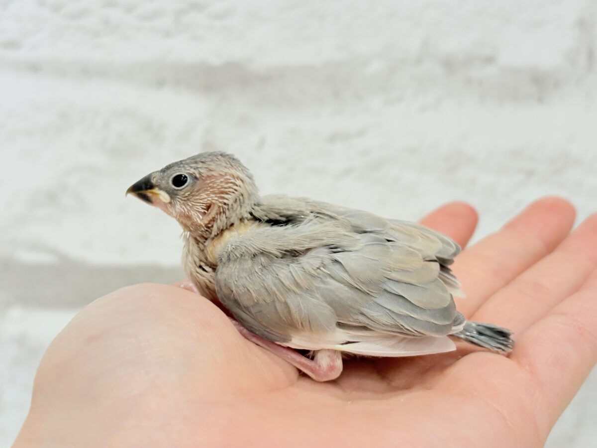 パステル文鳥