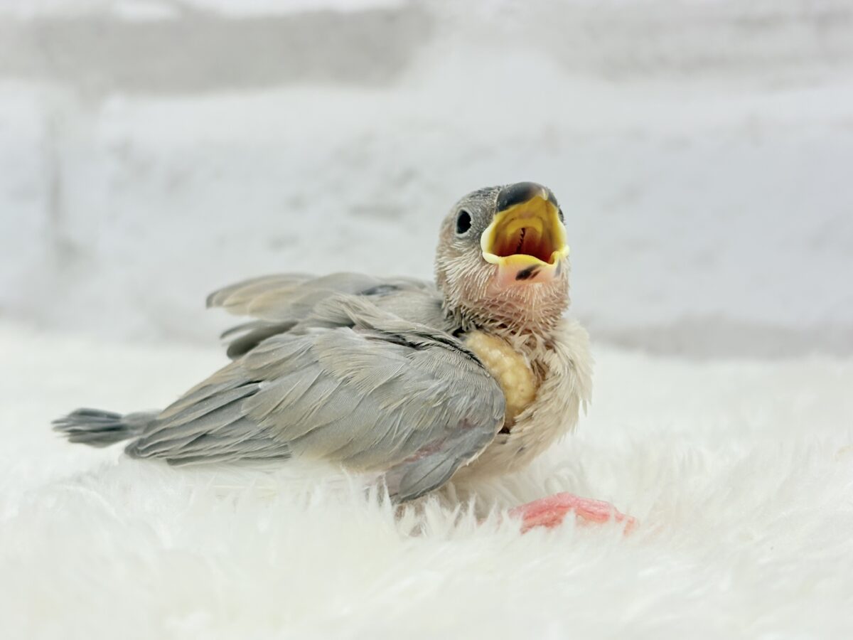 パステル文鳥