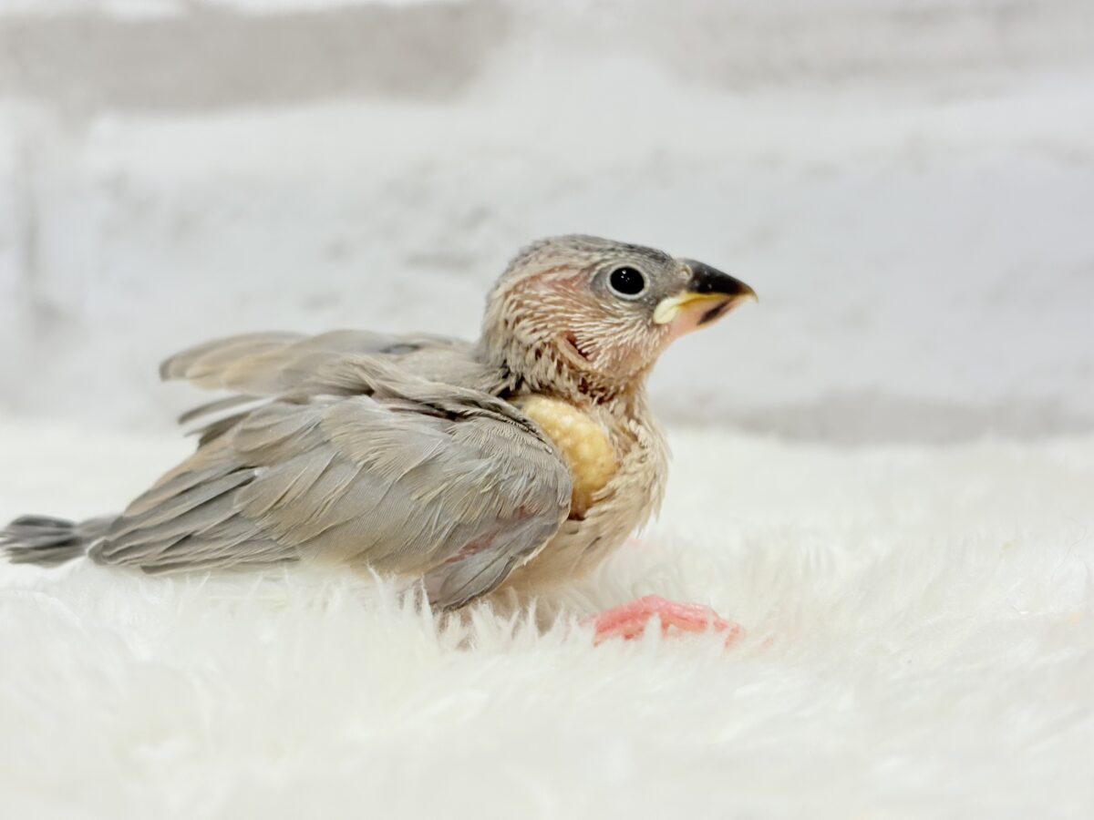 パステル文鳥