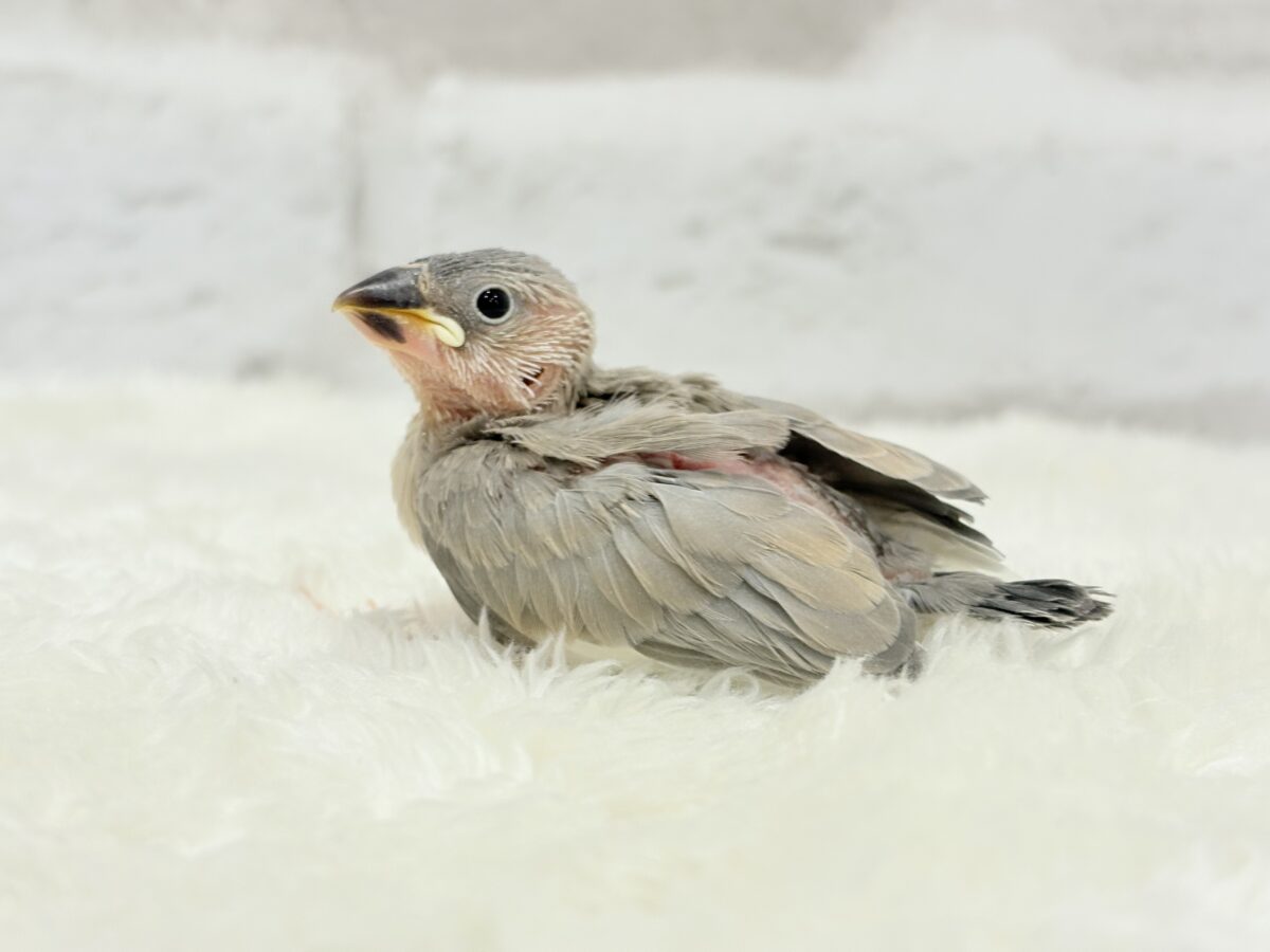 淡いカラーの魅力たっぷり🐥🫧パステル文鳥 ヒナ パステル文鳥
