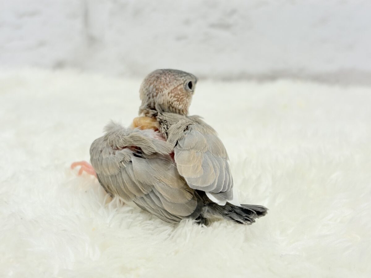 淡いカラーの魅力たっぷり🐥🫧パステル文鳥 ヒナ パステル文鳥