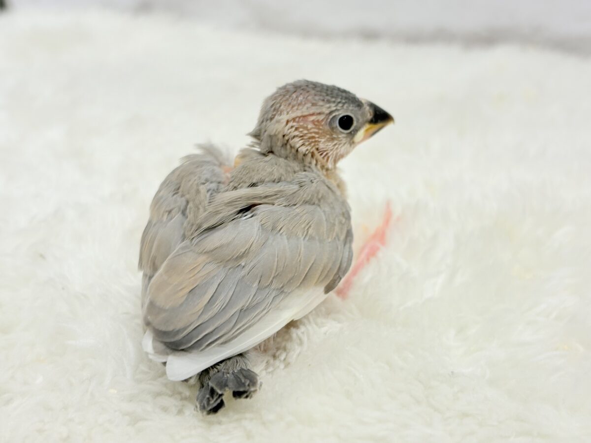 パステル文鳥